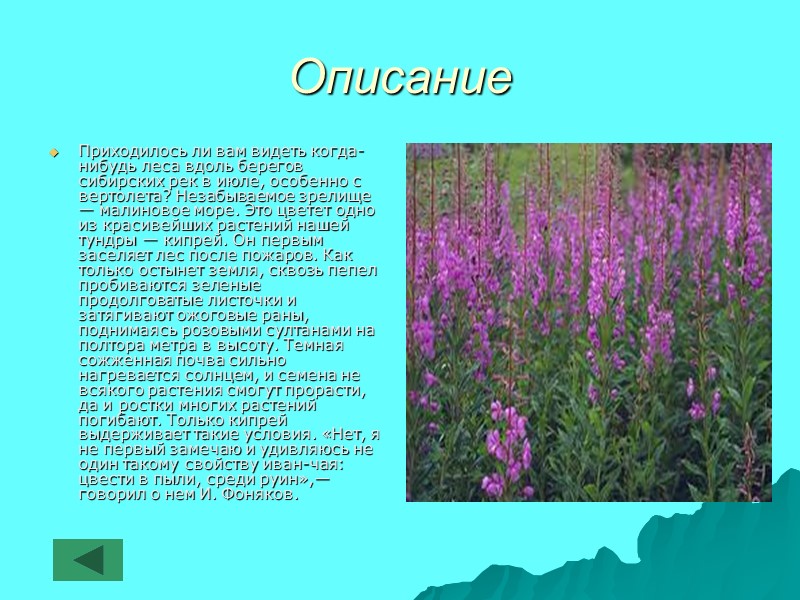 Описание Приходилось ли вам видеть когда-нибудь леса вдоль берегов сибирских рек в июле, особенно